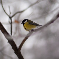 bird on a branch