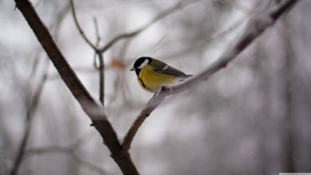 bird on a branch - tree, yellow, bird, branch