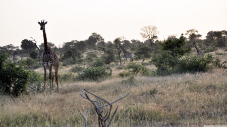 giraffe - savannah, african, landscape, giraffe