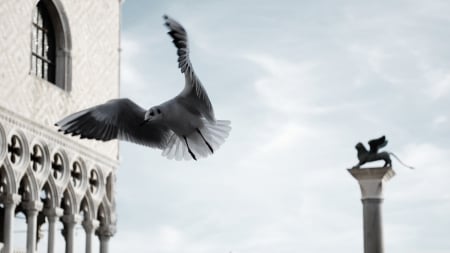 seagull - seagull, statue, building, bird