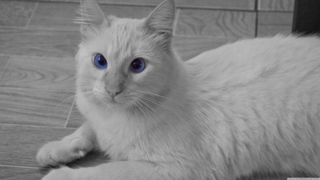 blue eyed cat - cat, white, eye, blue