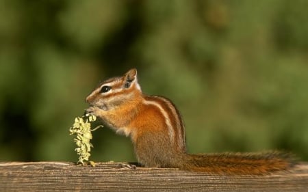 chipmunk - rodent, branch, chipmunk, tree