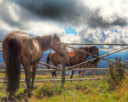 Карпатські коники - Ukraine, nature, horses, photography, Karpaty, Karpatian mountains