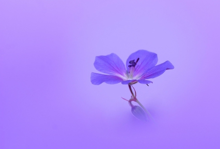 Modest Beauty - macro, flower, petals, purple