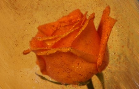 Rose - orange, rose, roses, flower