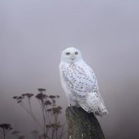 Snowy owl II.