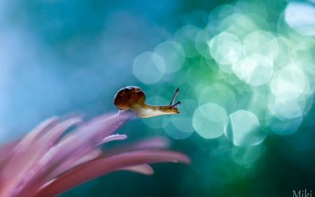 Little snail - bokeh, snail, macro, pink, close-up, blue, flower