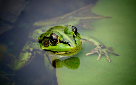 Frog - frog, animal, water, green