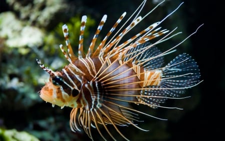 Fish - animal, fish, underwater, close-up