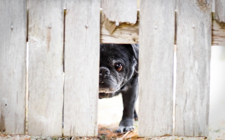 I see you! - wood, fence, dog, animal, bulldog, black