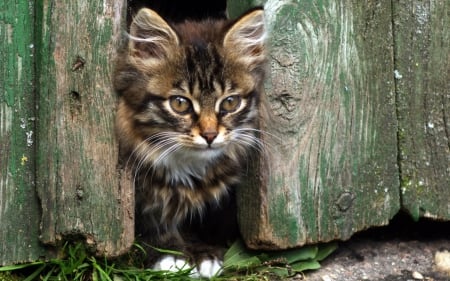 Waiting - animal, fence, kitten, cat, wood