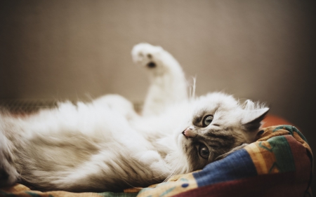 Relaxing - animal, cute, kitten, cat, paw