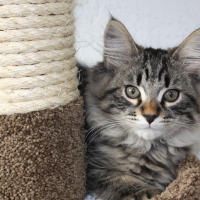 cute kitty