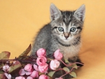 cute kitten with a roses