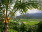 Field in Kauai, Hawaii