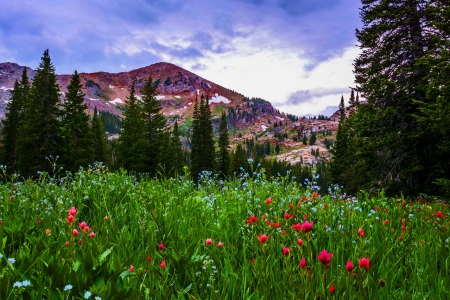 Mountain meadow - summer, meadow, pretty, rocks, greenery, landscape, beautiful, wildflowers, grass, sky, lovely, trees, nature, mountain