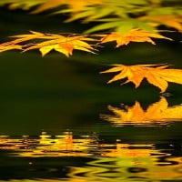 Autumn Leaves Reflection