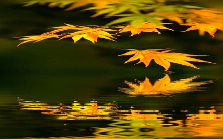 Autumn Leaves Reflection - Autumn, Fall, seasons, reflection, leaves