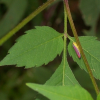 Candy Striped Leafhopper