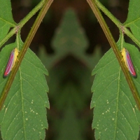 Candy Striped Leafhopper - In Duplicate