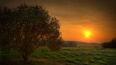 Sunset over Field - sunsets, field, tree, grass