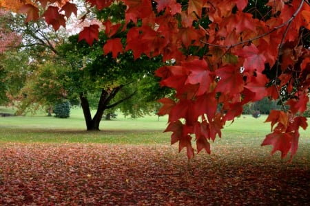 The Beauty Of Autumn - beautiful autumn, fall colors, autumn colors, the beauty of autumn, gorgeous autumn