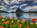 Mountain Wildflowers