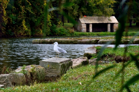 Seagull Poised - seagull poised, park, scenic bird, seagull, gull