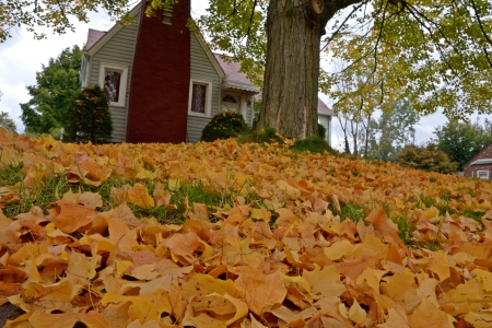 Golden Autumn - Golden Autumn, fall leaves, autumn colors, autumn leaves, fall colors