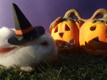 Halloween Bunny