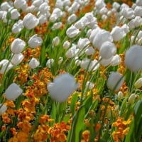 Tulips field