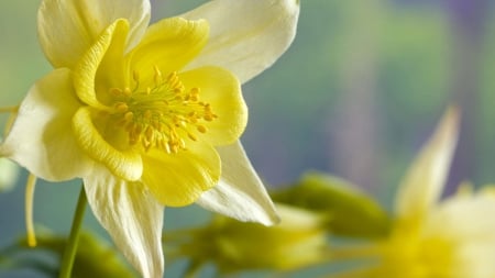 Yellow Daffodils - flowers, daffodils, yellow, close up