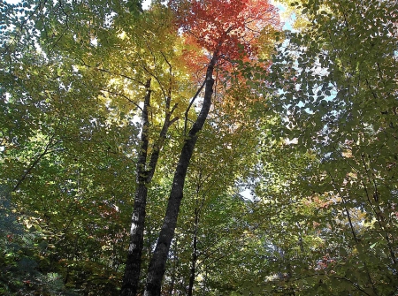 Autumn in Maine - maine, fall, autumn, trees, leaves