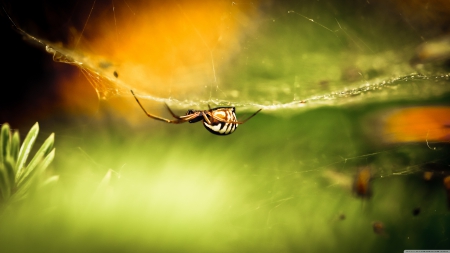 striped spider - striped, web, insect, spider