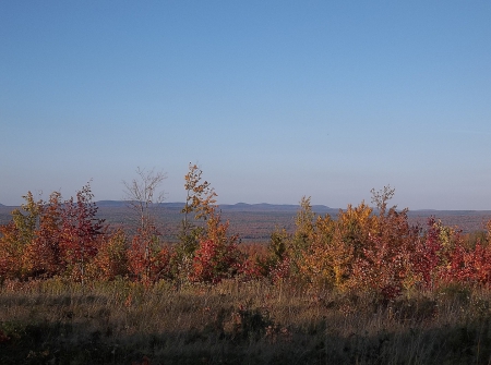 Autumn in Maine - fall, trees, autumn, Maine, sky, leaves