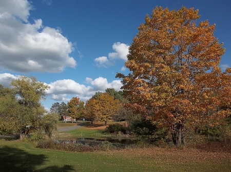 Autumn in Maine - maine, sky, fall, autumn, leaves