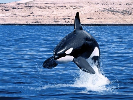 killer whale - whale, killer, ocean, blue