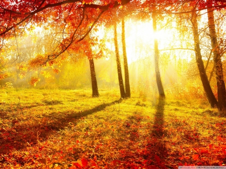 Autumn Sunshine - nature, sunshine, autumn, forest, fall  leaves