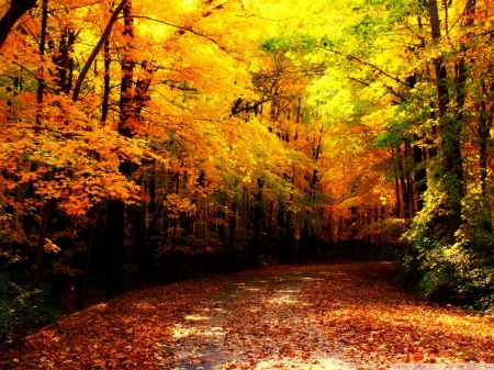 Beautiful Autumn - nature, autumn, forest, beautiful, fall leaves