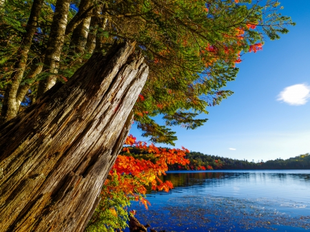 Lake at Fall - trees, water, autumn, landscape, colors, leaves