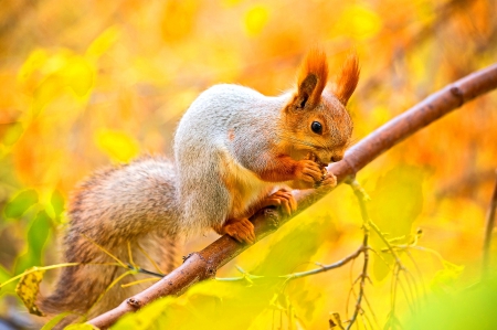 Squirrel in Autumn