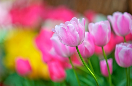 Pink Light - flowers, tulips, nature, field, pink light