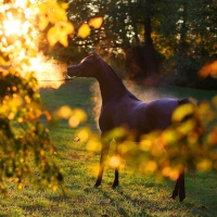 Autumn Horse