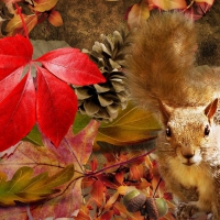 Squirrel in autumn forest