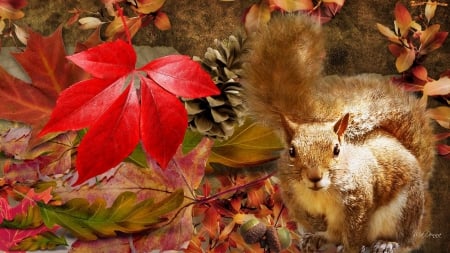 Squirrel in autumn forest - padure, veverita, toamna, in