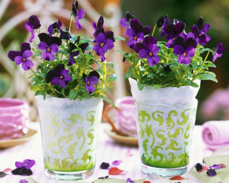 Horned Violets - flowers, table, violet, glass