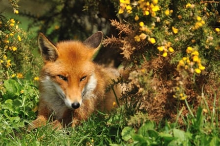 FOX sunbathing - VULPITA, STA, LA SOARE, O