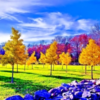 SMALL YELLOW TREES in AUTUMN