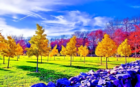 SMALL YELLOW TREES in AUTUMN - sky, autumn, trees, colorful, plants, nature, clouds, green grass, splendor, seasons