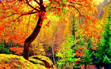 AUTUMN - forest, seasons, splendor, colorful leaves, tree, nature, autumn